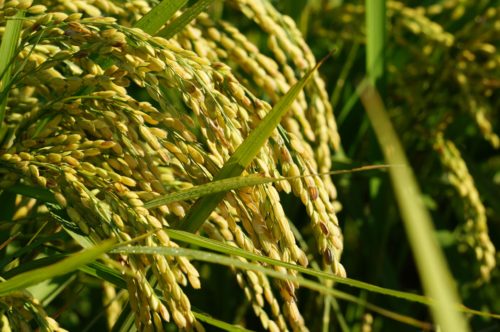 自然農法無農薬の稲