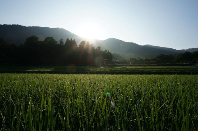 京都丹波の里はらだ自然農園　自然農法田