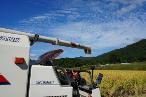 収穫開始（2022年10月14日　京都丹波の里はらだ自然農園）