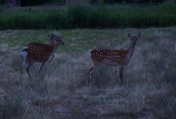 夜に行動する野生動物　2015年6月2日撮影